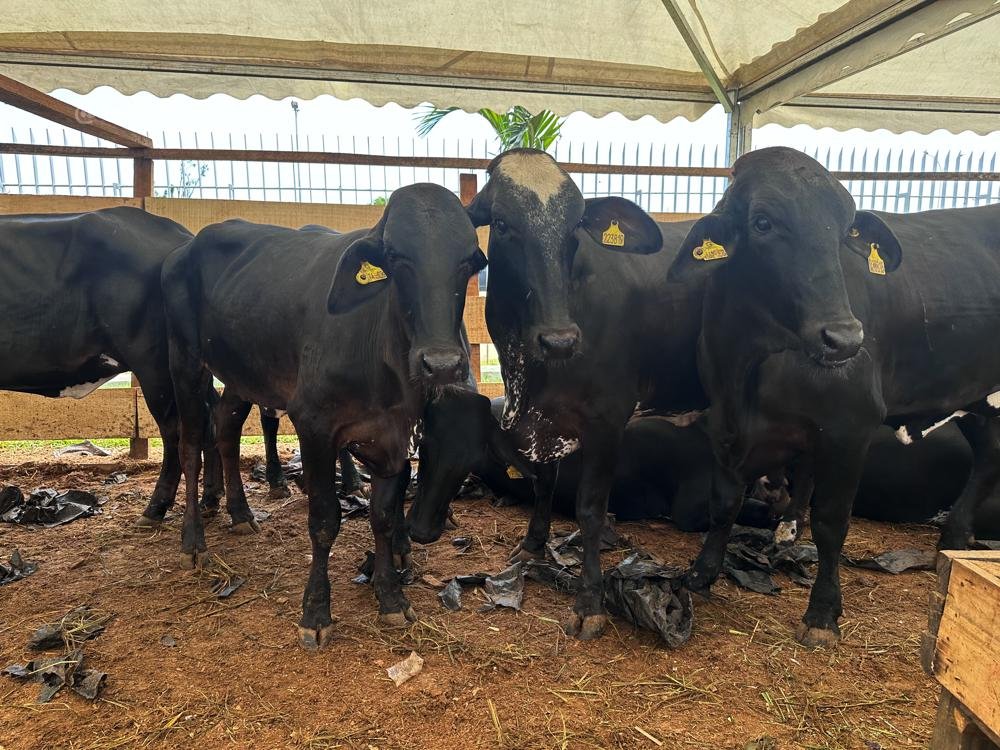 6ème édition du SARA : des éleveurs reçoivent 47 vaches Gyrolando en provenance du Brésil.