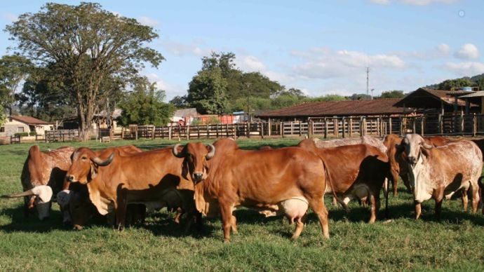 Good_Gir_cows4