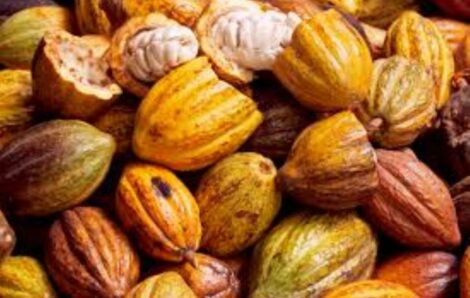 Côte d’Ivoire/ Fixation du prix du cacao : la Plateforme Ivoirienne pour le Cacao Durable « salue  » les efforts des autorités.
