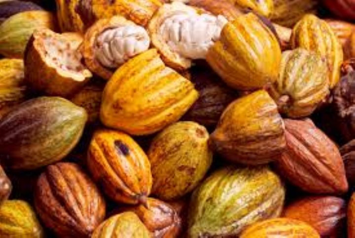 Côte d’Ivoire/ Fixation du prix du cacao : la Plateforme Ivoirienne pour le Cacao Durable « salue  » les efforts des autorités.