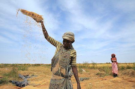 Agro – L’Afrique de l’Ouest peut augmenter considérablement sa production rizicole, sous quelques conditions (rapport).