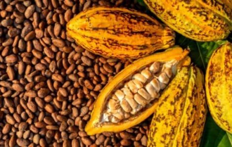 Eco-Business Cacao : Le cours sur la maarché mondial a grimpé, ce que peuvent gagner les producteurs.