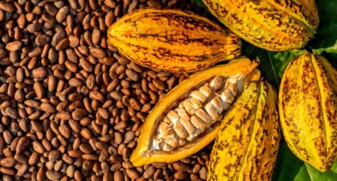 Eco-Business Cacao : Le cours sur la maarché mondial a grimpé, ce que peuvent gagner les producteurs.