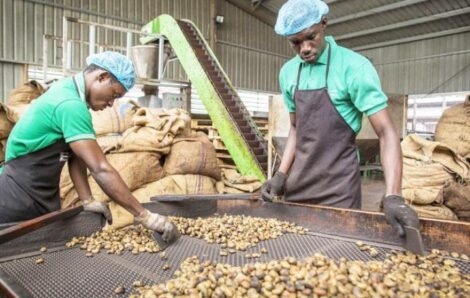 Economie – Café, cacao, anacarde, palmier à huile, Hévéa… : La Côte d’Ivoire réalise des avancées dans plusieurs filières agricoles.