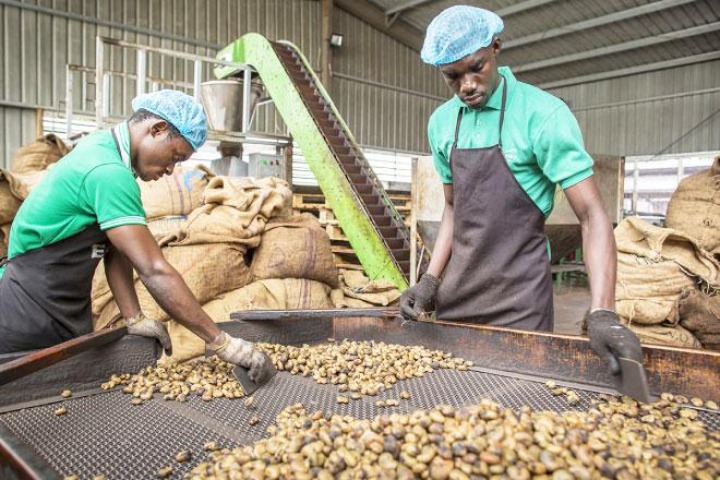 Economie – Café, cacao, anacarde, palmier à huile, Hévéa… : La Côte d’Ivoire réalise des avancées dans plusieurs filières agricoles.