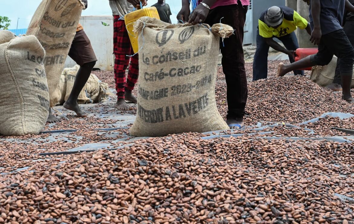 Contrebande, défauts de paiement et rentabilité : Alassane Ouattara convoque le patron de la filière cacao.
