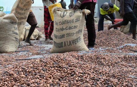 Contrebande, défauts de paiement et rentabilité : Alassane Ouattara convoque le patron de la filière cacao.