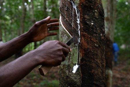 Hévéa – Côte d’Ivoire : la production de caoutchouc naturel augmente de 24 % à 1,7 million de tonnes en 2023.