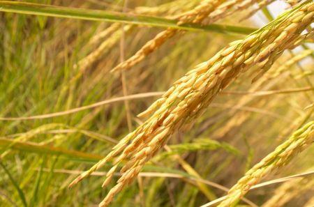 Économie – La demande en riz dans la région, en perpétuelle progression Filière riz : la quête de l’autosuffisance en Afrique de l’ouest en marche.