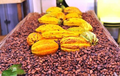 La Côte d’Ivoire va augmenter de moitié le prix de vente du cacao.