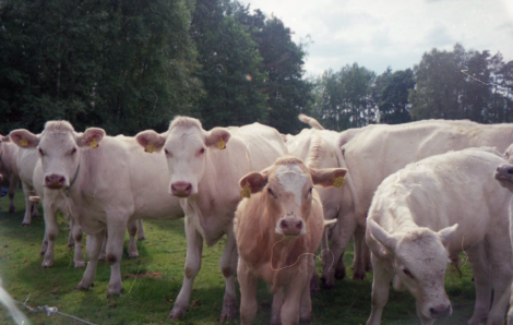 La Côte d’Ivoire va construire un abattoir ultramoderne et un institut de santé publique vétérinaire pour un investissement de 94 millions de $ avec l’appui de la BIDC.