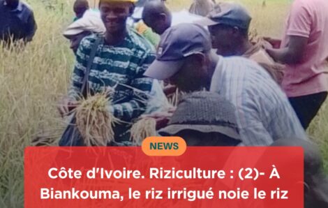 Société – Côte d’Ivoire Riziculture : (1)- Les jeunes de Biankouma explosent le record de production.