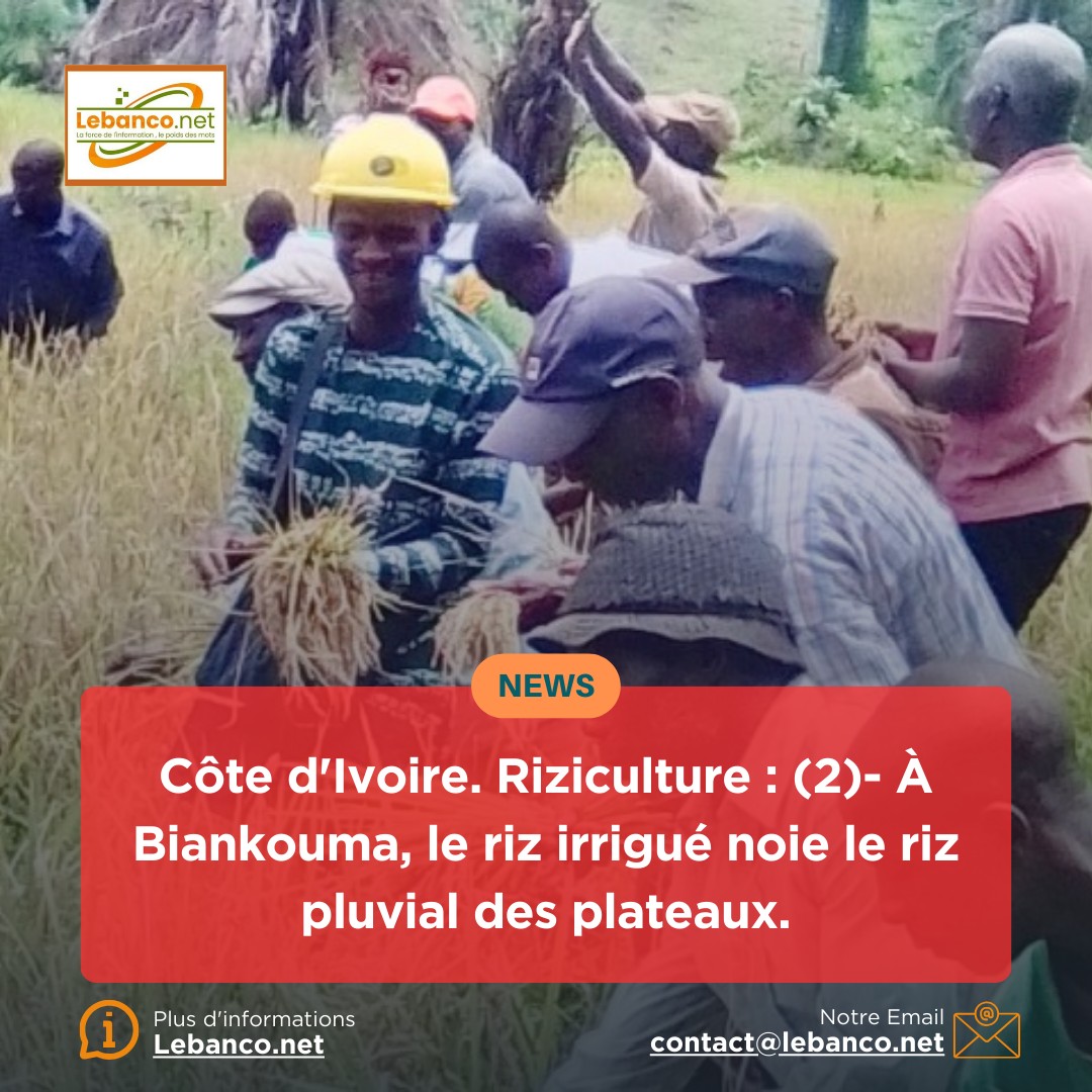Société – Côte d’Ivoire Riziculture : (1)- Les jeunes de Biankouma explosent le record de production.
