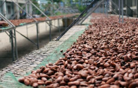 Economie – La Côte d’Ivoire saisit 33 camions transportant des fèves de cacao de contrebande.