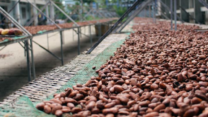 Economie – La Côte d’Ivoire saisit 33 camions transportant des fèves de cacao de contrebande.