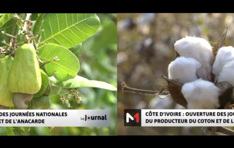 Côte d’Ivoire : rebond attendu de 20 % de la récolte de noix de cajou en 2025.