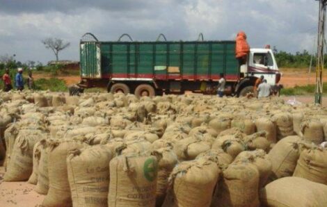 Côte d’Ivoire / Trafic de café : 10 personnes interpellées à Korhogo, une enquête judiciaire ouverte (Procureur).