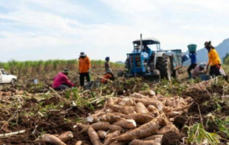 Avec l’appui de la BID (Banque islamique de développement), la Côte d’Ivoire veut renforcer la chaîne de valeur du manioc.