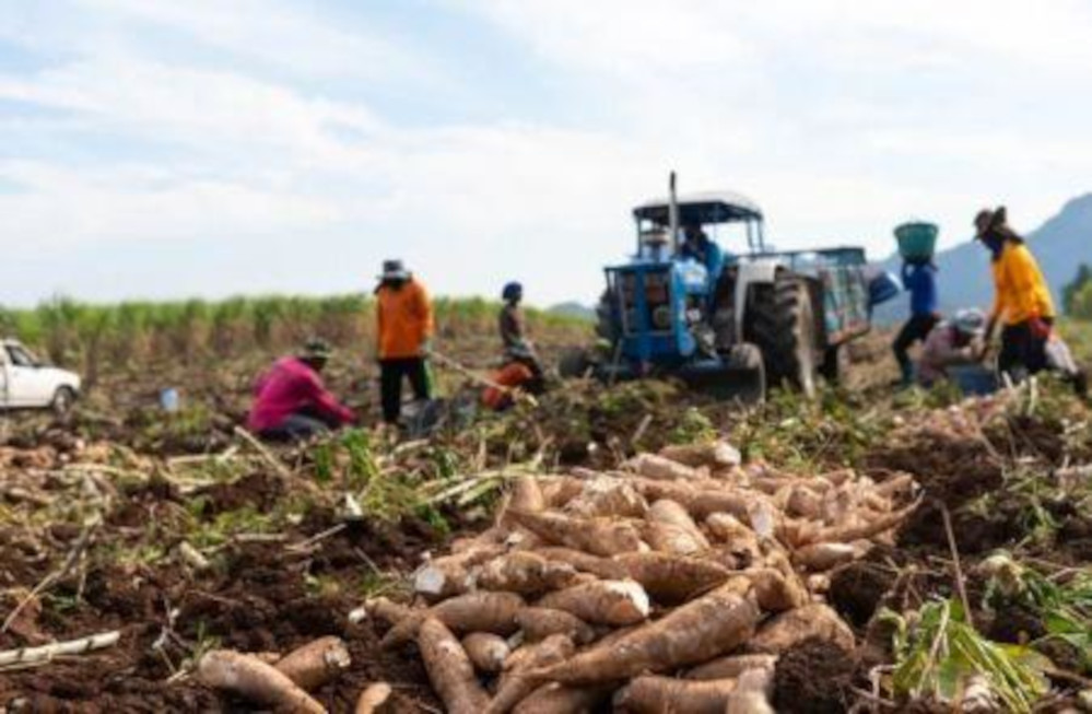 Avec l&rsquo;appui de la BID (Banque islamique de développement), la Côte d&rsquo;Ivoire veut renforcer la chaîne de valeur du manioc.