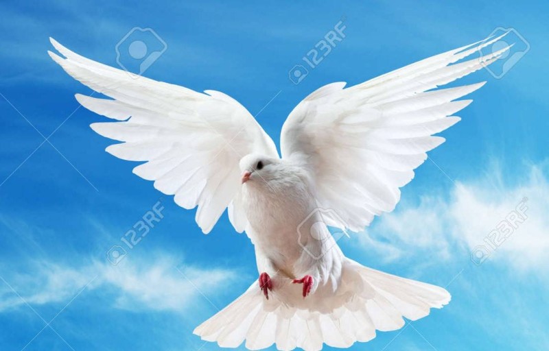 Colombe_Paix_CIV_2025